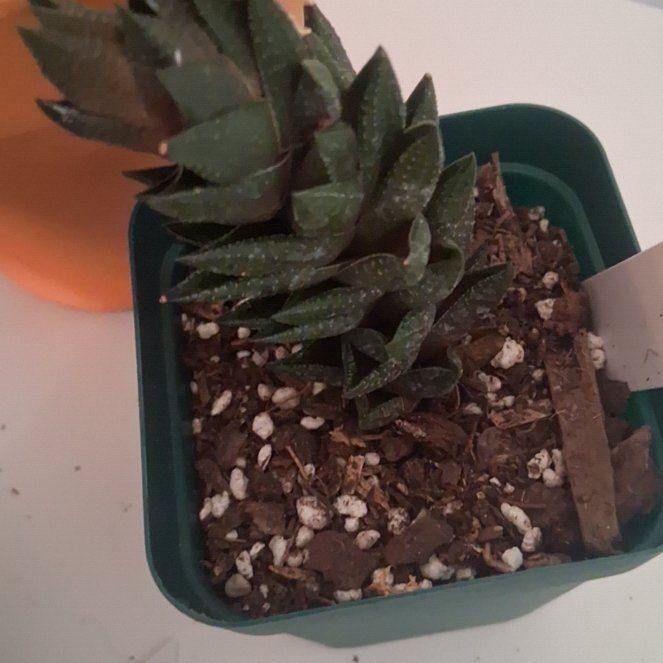 Photo of the plant species Haworthia resendeana by @FlashyPurei70 named Sahara on Greg, the plant care app