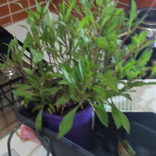 Photo of the plant species Chocolate Cosmos by @HandsomeDyebush named Hamilton on Greg, the plant care app