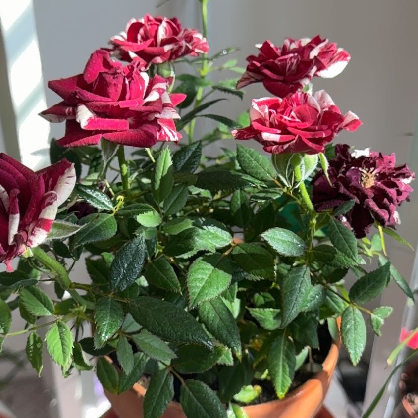 Photo of the plant species Gigi Rose by @HotOnion18 named Harper on Greg, the plant care app