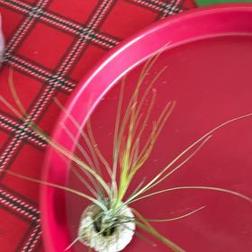 Photo of the plant species Tillandsia Juncea by @ShinyAnise31 named Sage on Greg, the plant care app