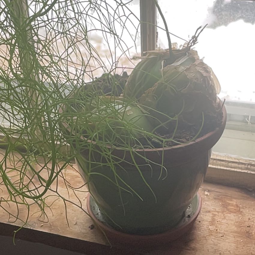 Photo of the plant species Pregnant Onion by @FormallySedge36 named ChloroPhil on Greg, the plant care app