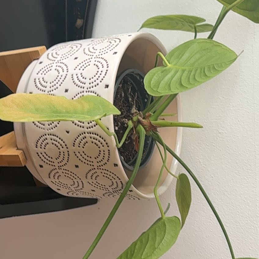 Photo of the plant species Anthurium King of Spades by @SoignePawpaw5 named Naomi on Greg, the plant care app