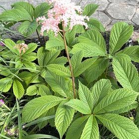 Photo of the plant species Queen of the Prairie by @StatelyKiekie99 named Eva on Greg, the plant care app