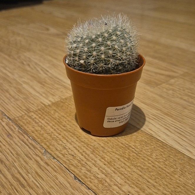Photo of the plant species Scarlet Ball Cactus by @Magi named Sahara on Greg, the plant care app