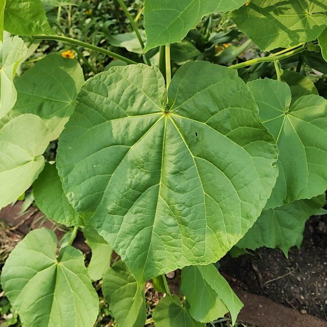 Photo of the plant species Velvetleaf by @BuffOlneya42 named Elle on Greg, the plant care app