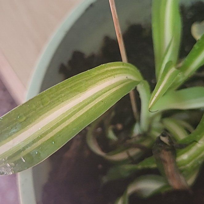 Photo of the plant species Flame Lily by @WinGarlic21 named Kesha on Greg, the plant care app