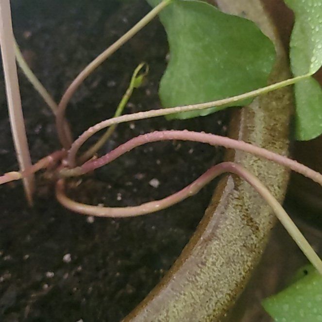 Photo of the plant species Indian Pennywort by @WinGarlic21 named Einstein on Greg, the plant care app