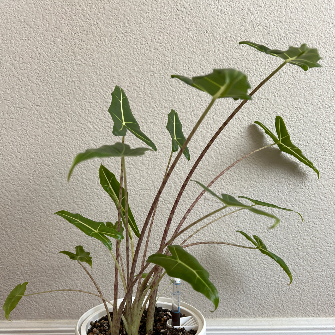 Alocasia 'Sarian' plant in a white pot with healthy green leaves.