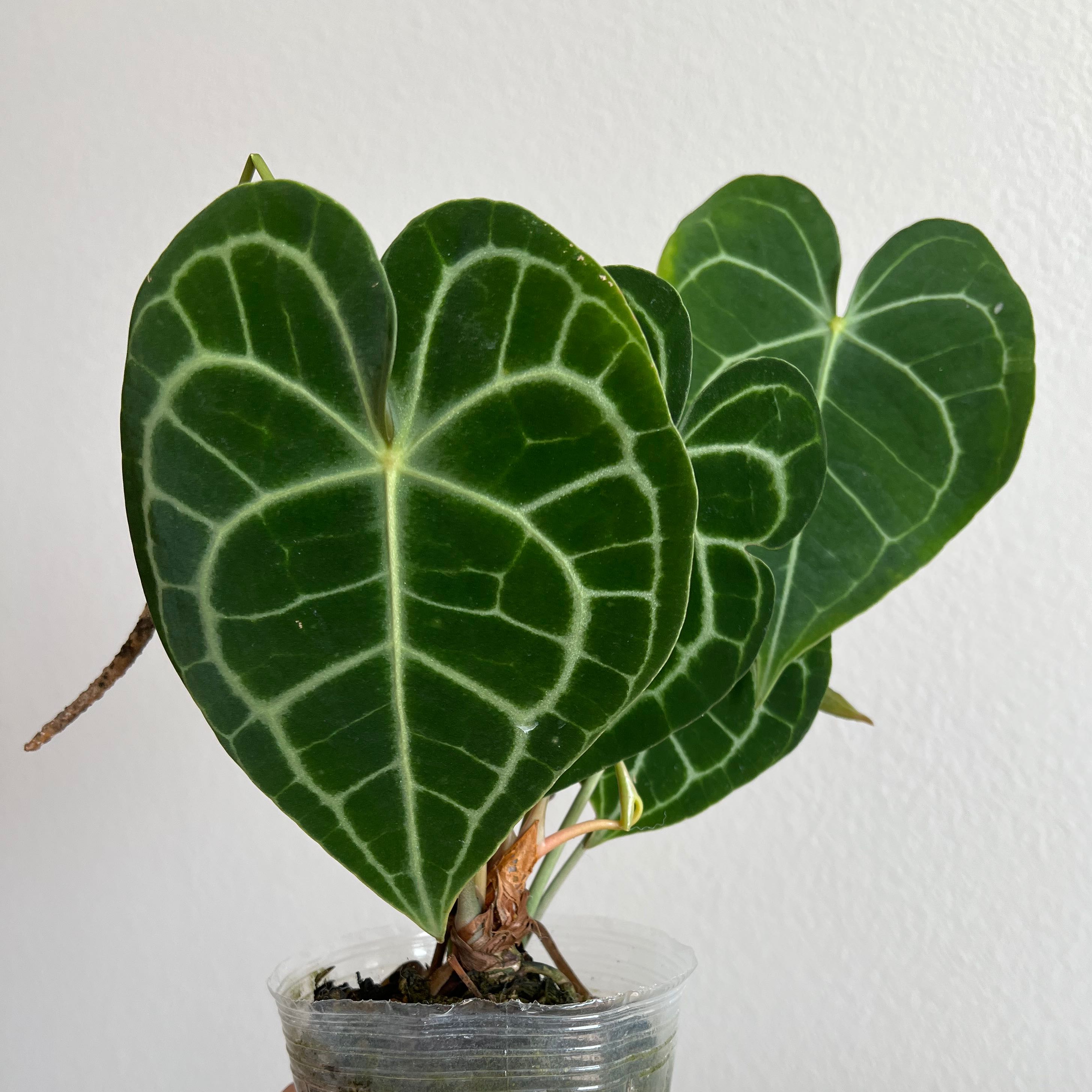 Velvet Cardboard Anthurium with dark green leaves and white veins in a clear pot.
