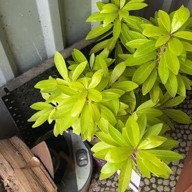 Photo of the plant species Small Anise Tree by @ZanyFeijoa63 named Gomez on Greg, the plant care app