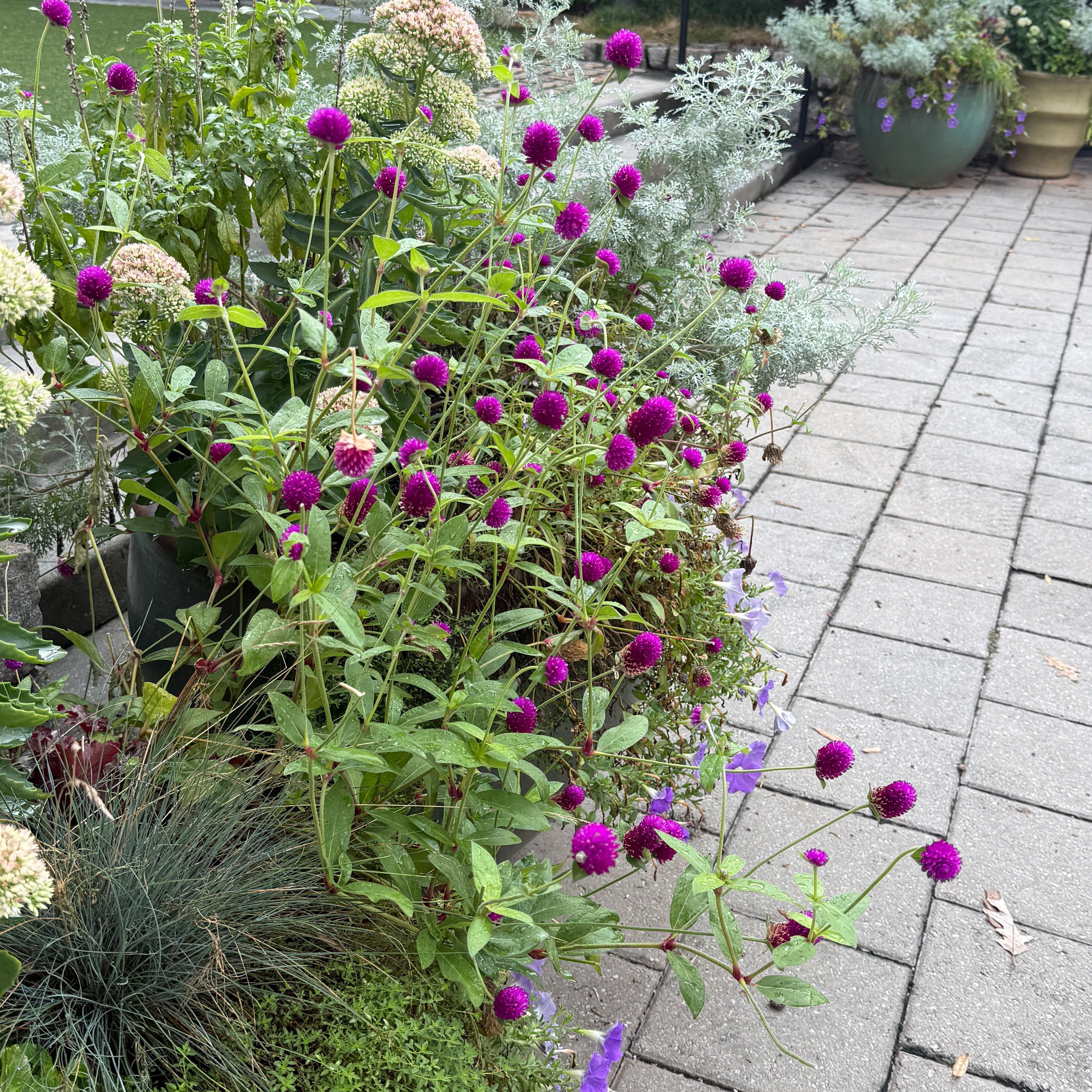 Photo of the plant species Globe Amaranth by @ZanyFeijoa63 named Bruce Lee on Greg, the plant care app
