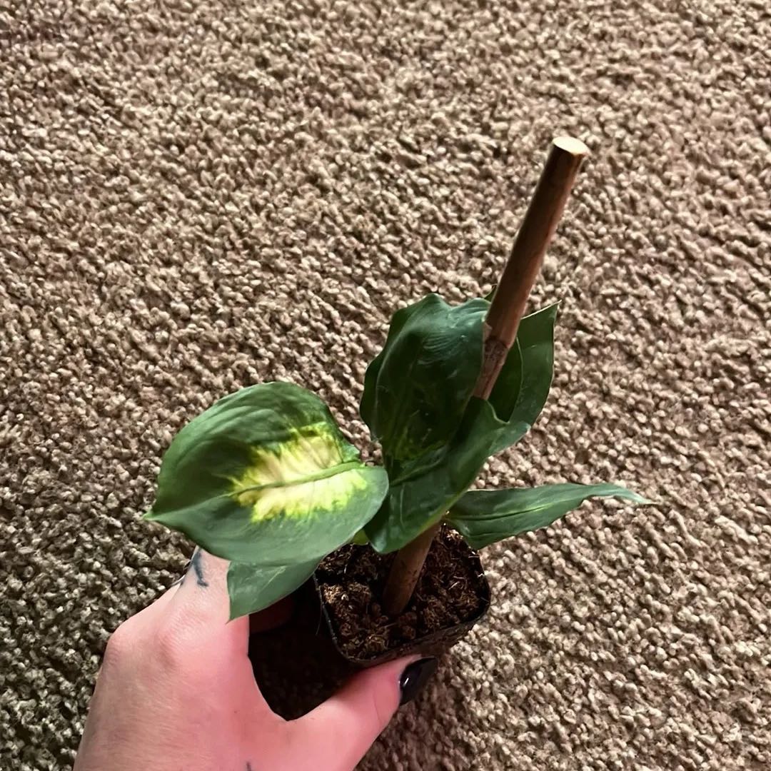 Photo of the plant species Dumb Cane by @ImpeccantKale15 named Beckham on Greg, the plant care app