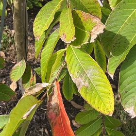 Photo of the plant species Giant Crepe Myrtle by @NewCoralpea16 named Osmo on Greg, the plant care app
