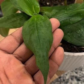 Photo of the plant species Asiatic Dayflower by @BigTeatree32 named Willow on Greg, the plant care app