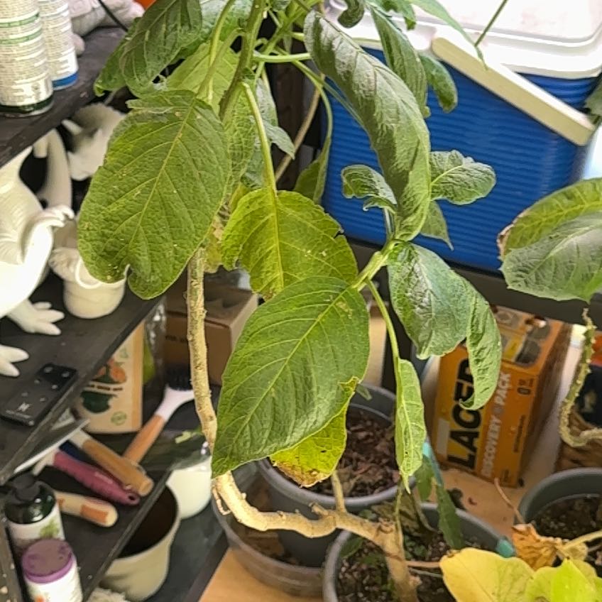 Photo of the plant species Angel Trumpet by @AffableEndive79 named Wall-E on Greg, the plant care app
