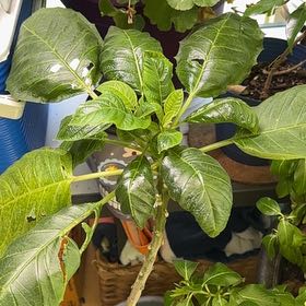 Photo of the plant species Angel Trumpet by @AffableEndive79 named Huckleberry Fern on Greg, the plant care app