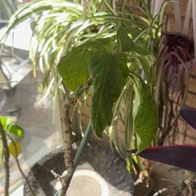 Photo of the plant species Angel Trumpet by @AffableEndive79 named Winston on Greg, the plant care app