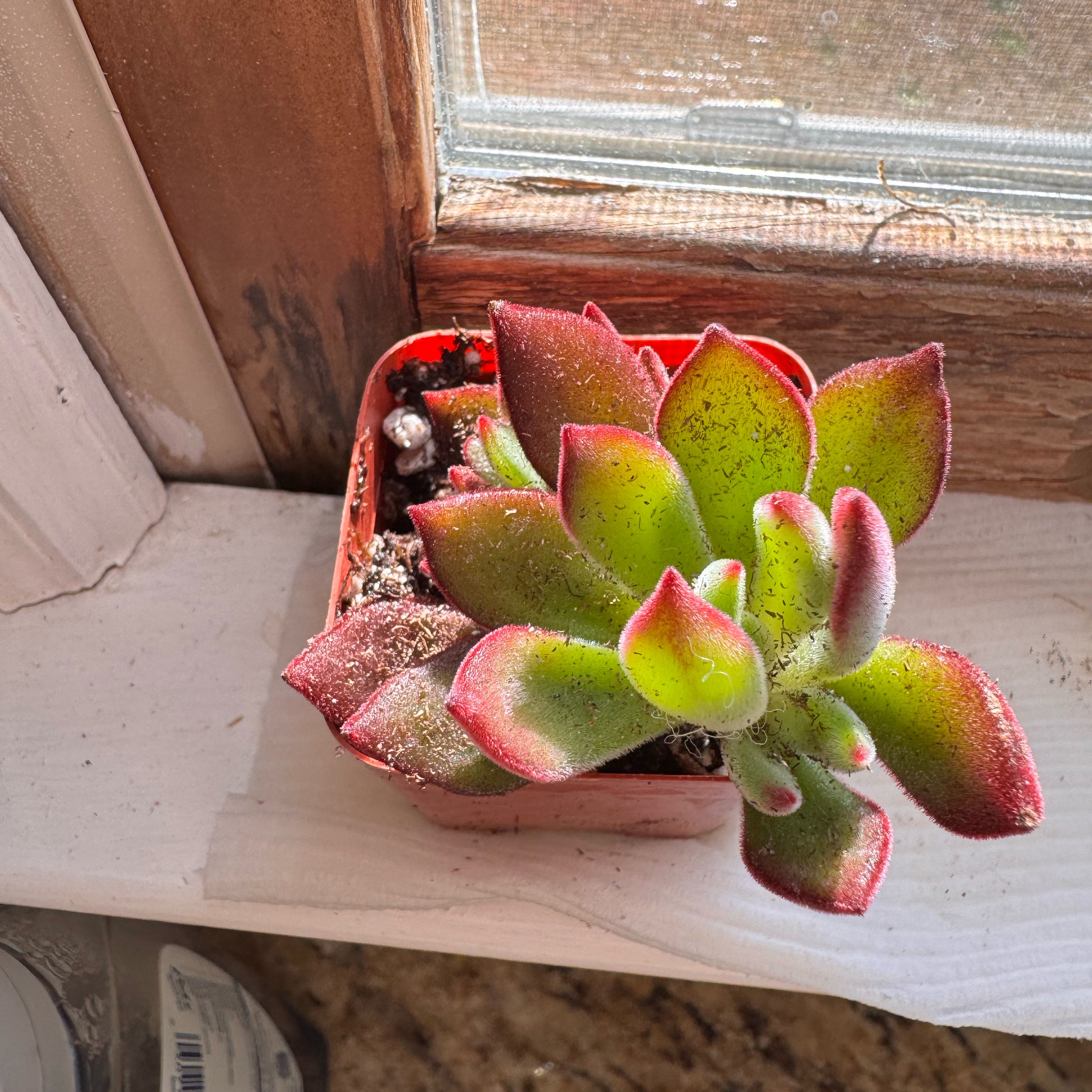 Photo of the plant species Ruby Slippers by @YernCatmint60 named Remington on Greg, the plant care app