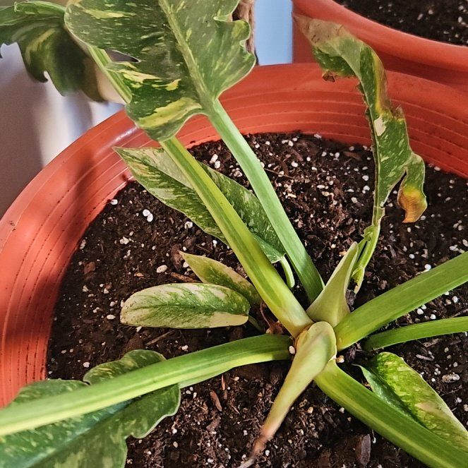 Photo of the plant species Philodendron Xanadu by @MeteoricRadish named Daphne on Greg, the plant care app