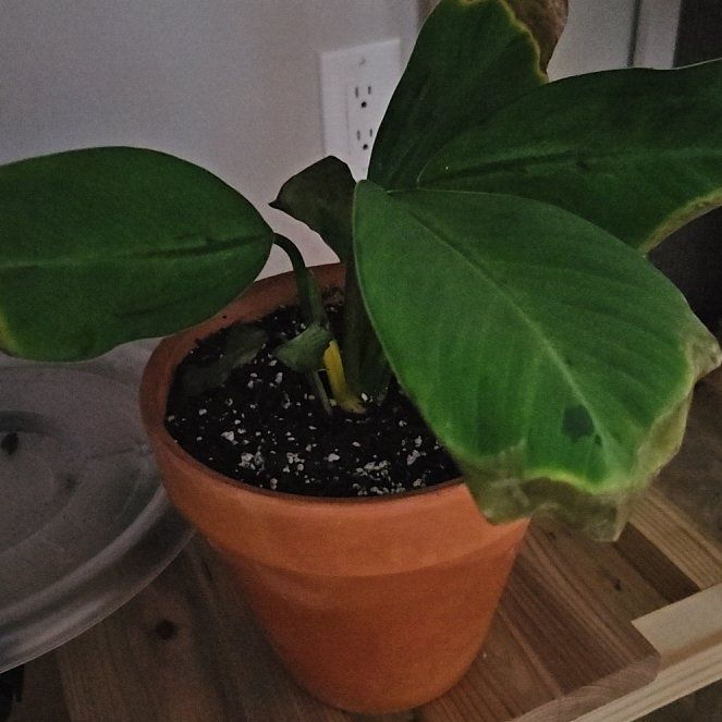 Photo of the plant species Homalomena 'Selby' by @MeteoricRadish named Treeyoncé on Greg, the plant care app