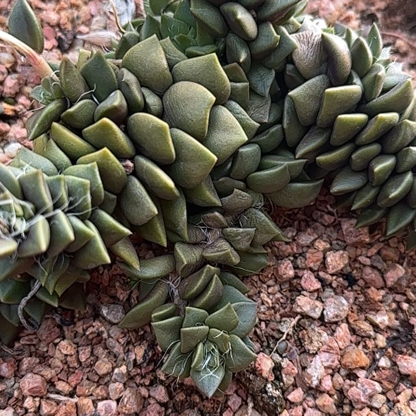 Photo of the plant species Mini Dunce Cap by @SassyAgarito57 named Elina on Greg, the plant care app