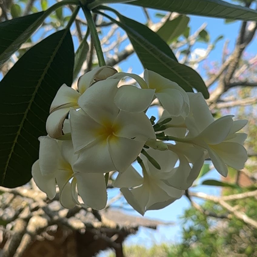 Photo of the plant species Singapore Graveyard Flower by @SnappyWingfern6 named Queen on Greg, the plant care app