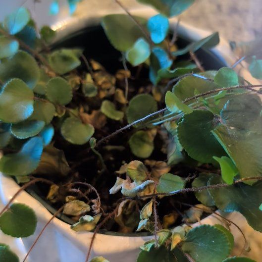 Photo of the plant species California Maidenhair Fern by @NaturalSkimmia named Apollo on Greg, the plant care app