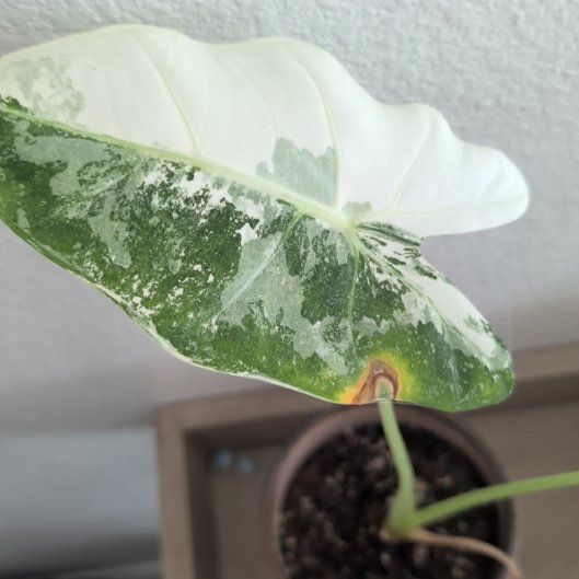 Photo of the plant species Alocasia Variagated by @NaturalSkimmia named Treeyoncé on Greg, the plant care app