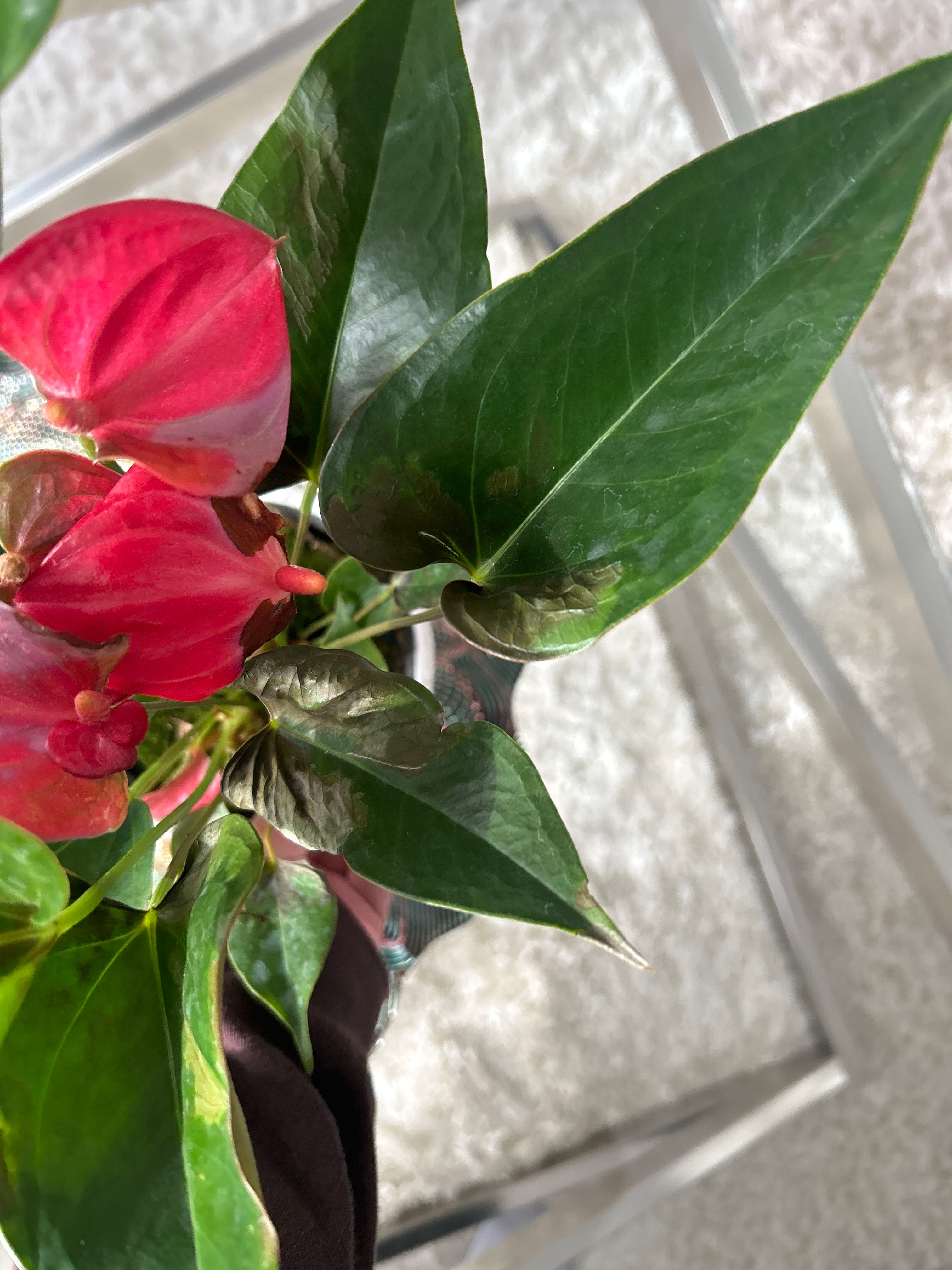 Dorayaki X Magnificum Plant Care: Water, Light, Nutrients | Greg