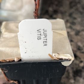 Photo of the plant species Beechdrops by @NewSpearmint27 named Girlfrond on Greg, the plant care app