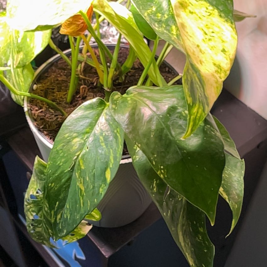 Photo of the plant species Yellow Sunrise Pothos by @GuruCordmoss94 named Pearl on Greg, the plant care app