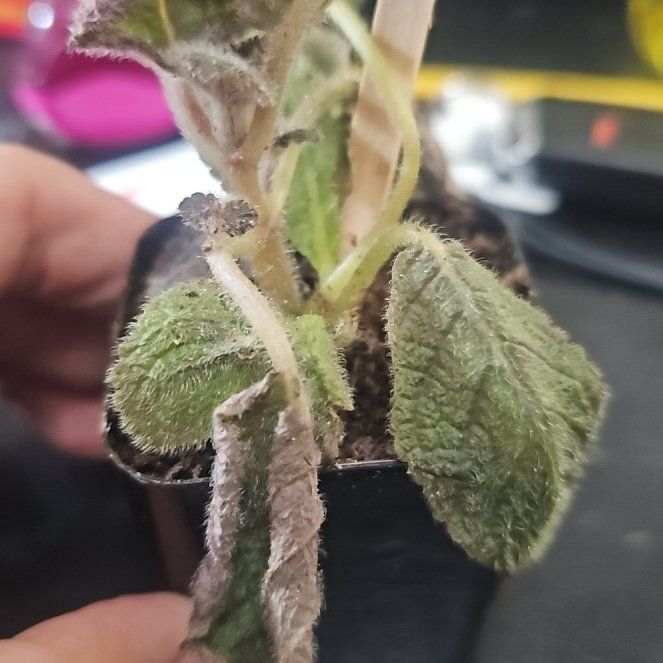 Photo of the plant species Lamb's Ear by @PunchyTozzia15 named Willow on Greg, the plant care app