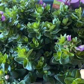 Photo of the plant species Sweet Pea Shrub 'Bibi Pink' by @LargeTitoki43 named Hemingway on Greg, the plant care app
