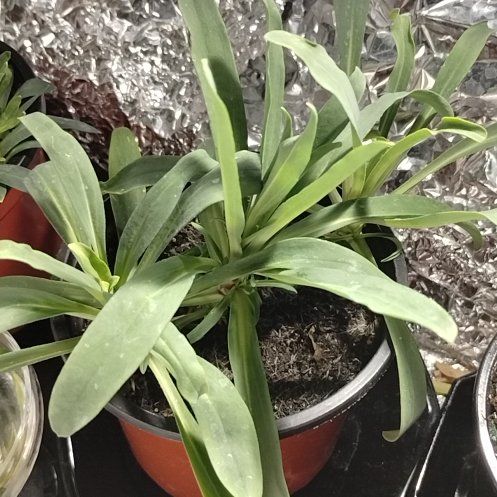 Photo of the plant species Snowdrop by @HolyCaraway94 named Zion on Greg, the plant care app