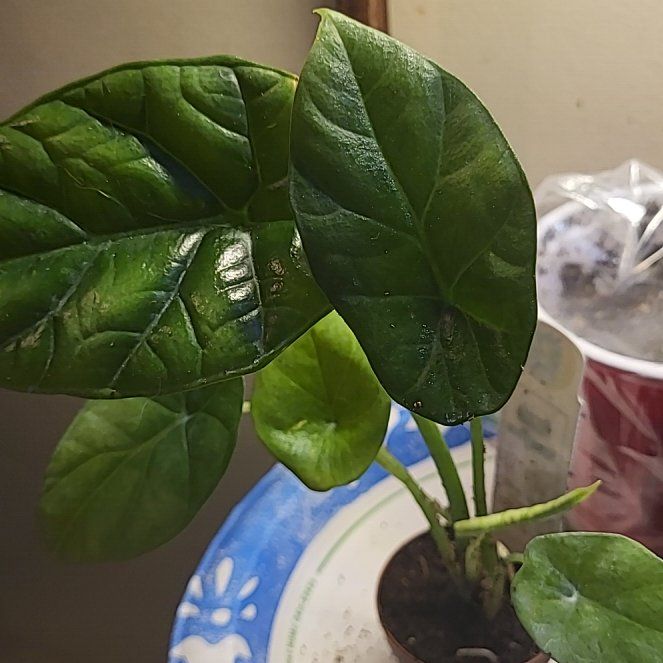 Photo of the plant species Alocasia Mirror Face by @CivilCidergum91 named Eva on Greg, the plant care app