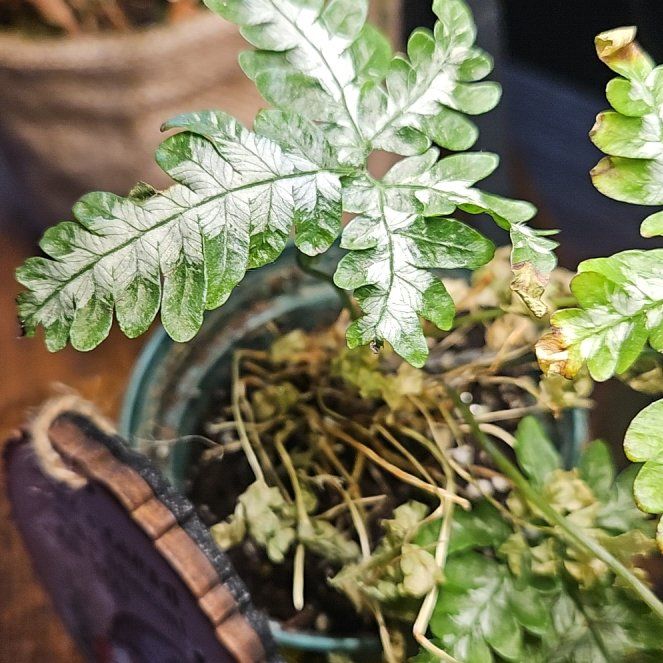 Photo of the plant species Pentagramma triangularis by @GoodRedash34 named Forrest on Greg, the plant care app