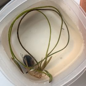 Photo of the plant species Lotus by @GoodNinebark15 named Hemingway on Greg, the plant care app