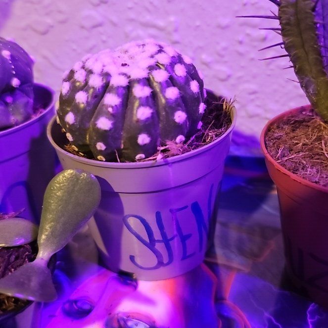 Photo of the plant species Stenocactus by @HotshotMiro56 named Demi on Greg, the plant care app