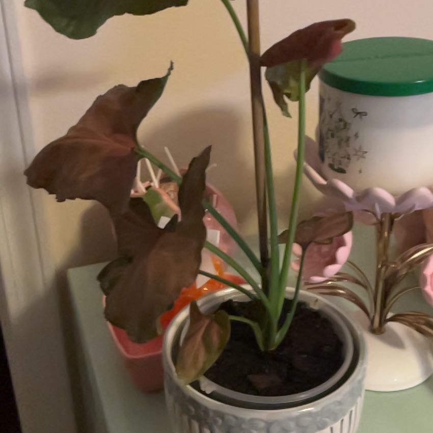 Photo of the plant species Syngonium by @IdealRedlion73 named Mochi on Greg, the plant care app