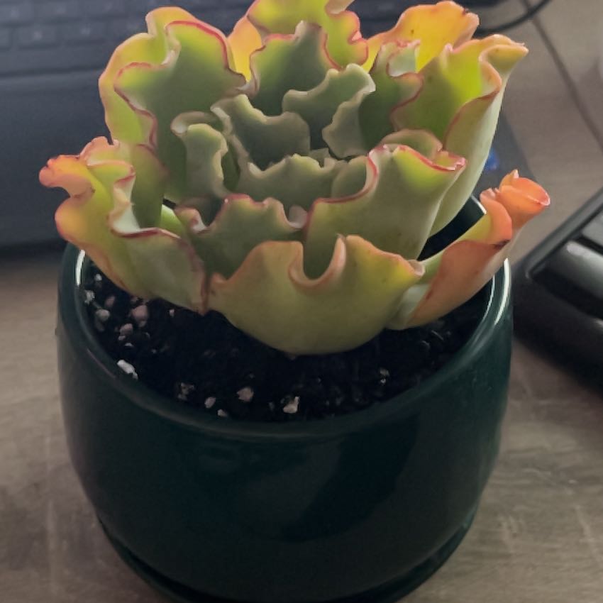 Photo of the plant species Aquarius by @IdealRedlion73 named Bella on Greg, the plant care app
