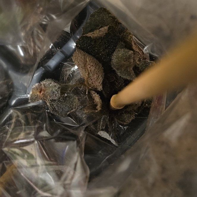 Photo of the plant species Living Rock Cactus by @LargeWildrice38 named Bella on Greg, the plant care app