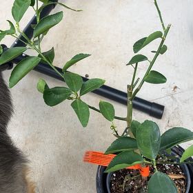 Photo of the plant species Lime Tree by @NEW2succulents named Treeyoncé on Greg, the plant care app