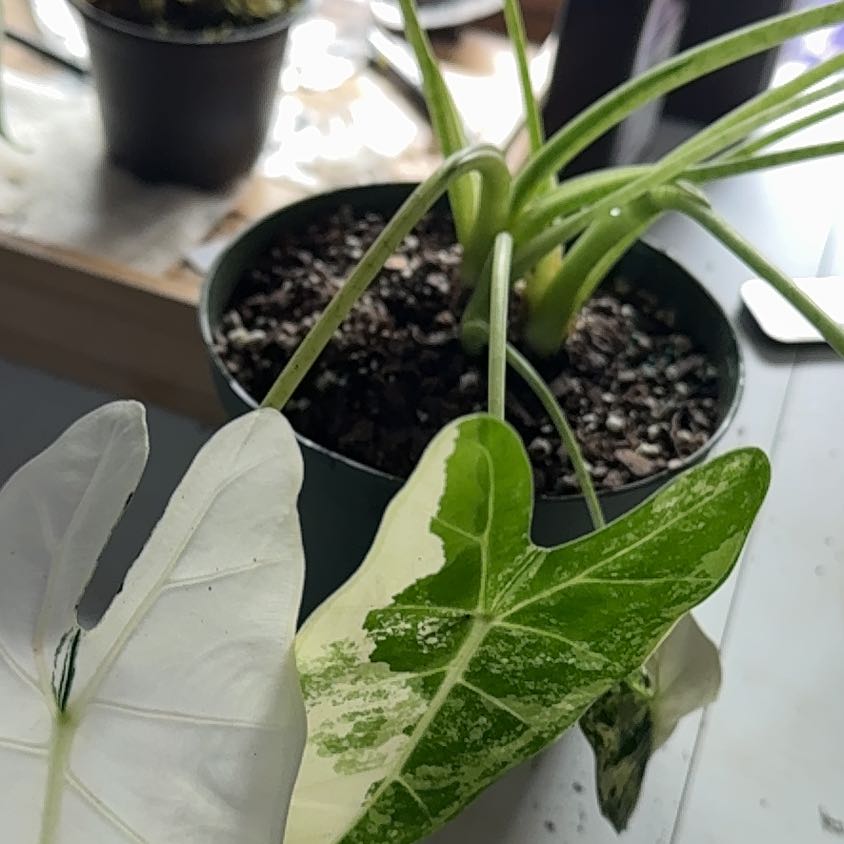 Photo of the plant species Frydek Aurea by @FabKaro19 named Fernie Mercury on Greg, the plant care app