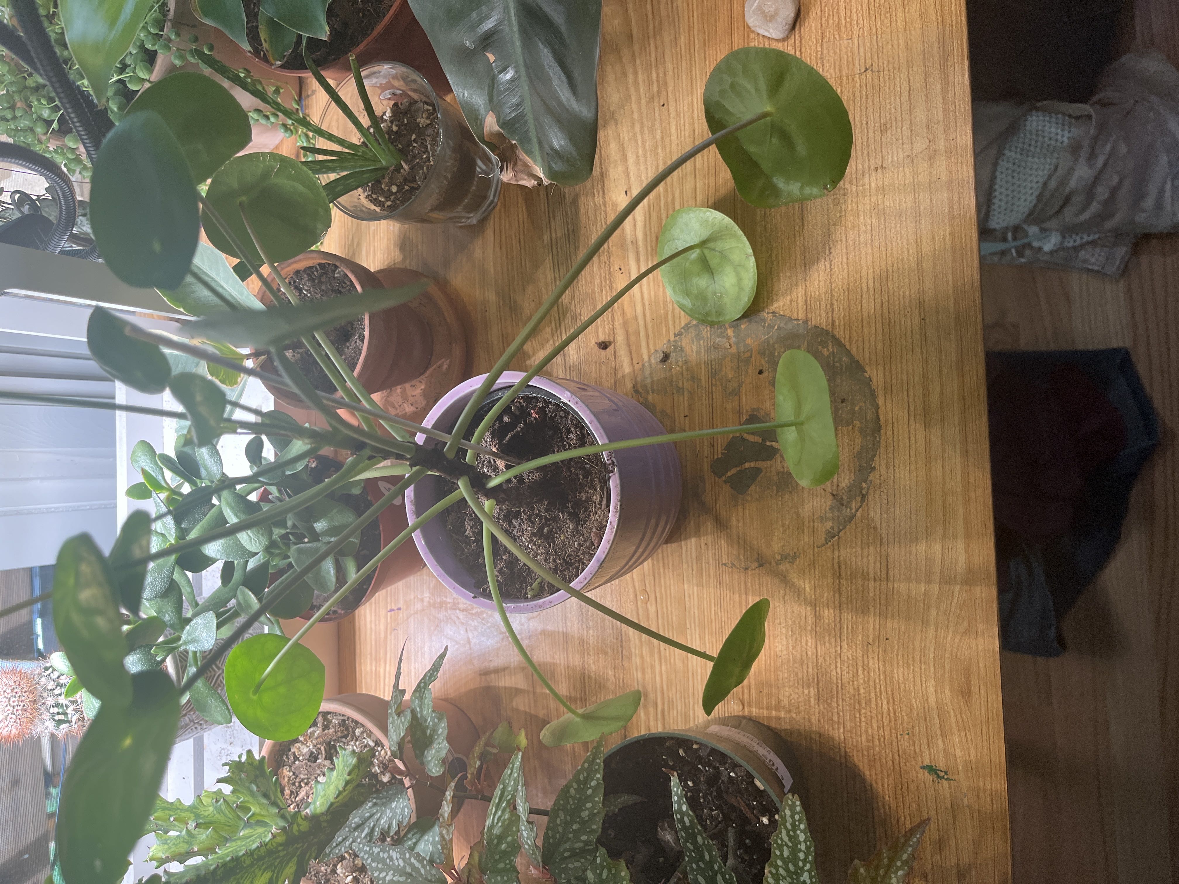 Photo from the post