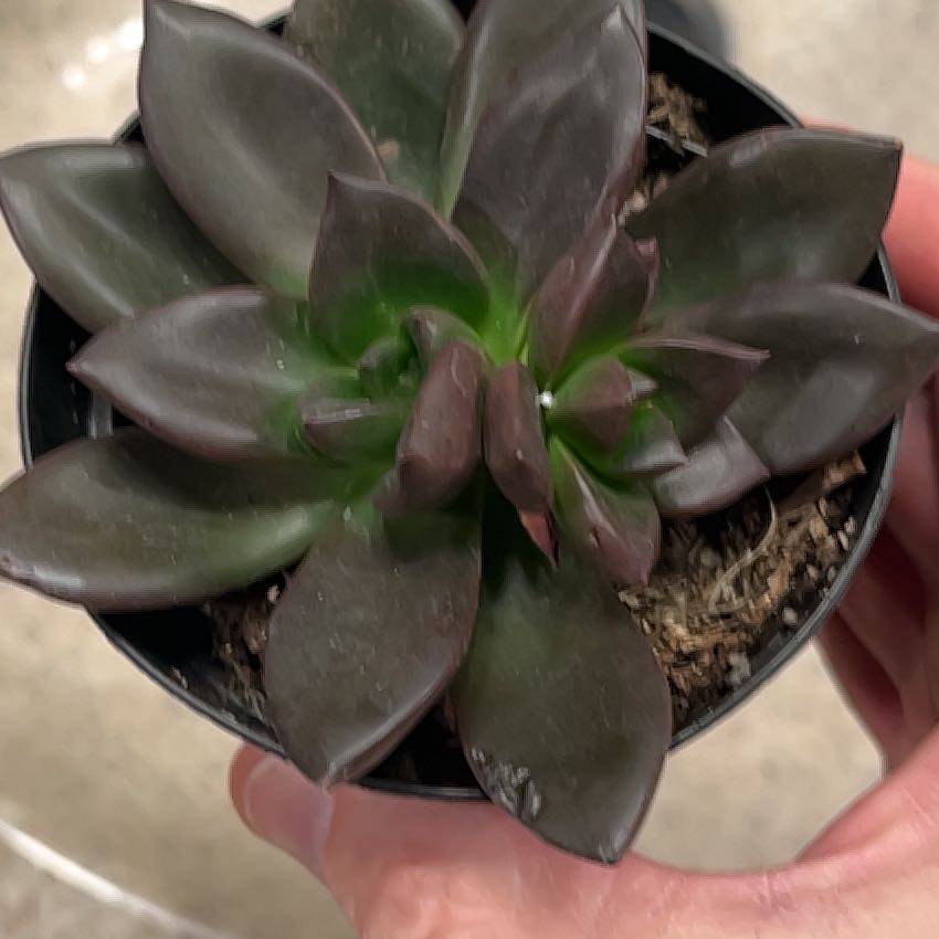 Photo of the plant species Lavender Rose Echeveria by @BlessedPawpaw10 named Beckham on Greg, the plant care app