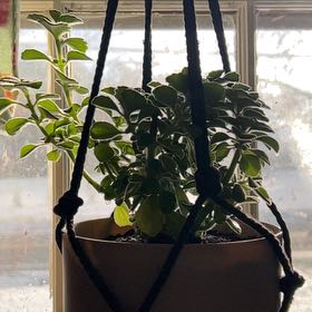 Photo of the plant species Vick's Plant by @TrueCoconut65 named Kesha on Greg, the plant care app