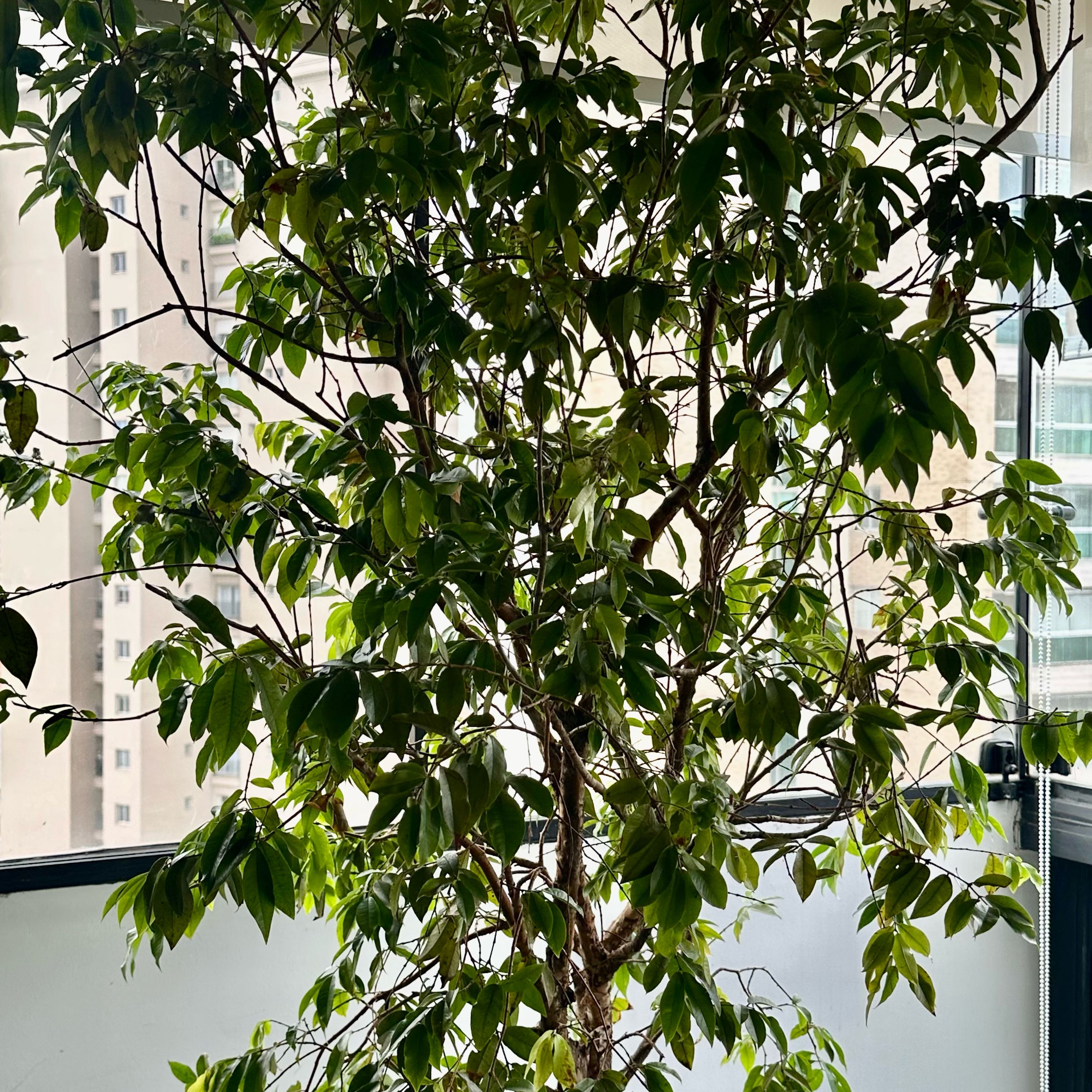 Photo of the plant species Jabuticabeira by @DeftKeylime95 named Planty on Greg, the plant care app