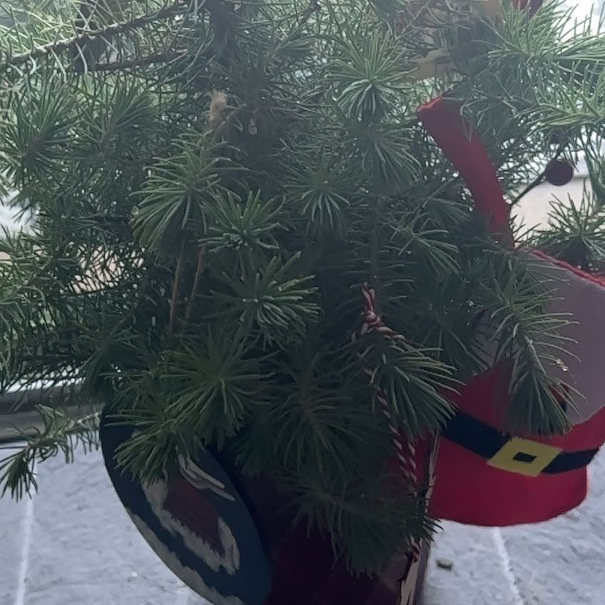 Photo of the plant species Stone Pine by @CrispHeketara7 named Gregarious on Greg, the plant care app