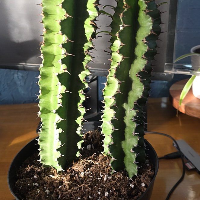 Photo of the plant species Variegated African Candelabra by @ChicSkypilot97 named Darwin on Greg, the plant care app