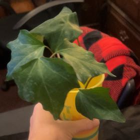 Photo of the plant species Canarian Ivy by @HotRosea12 named Naomi on Greg, the plant care app